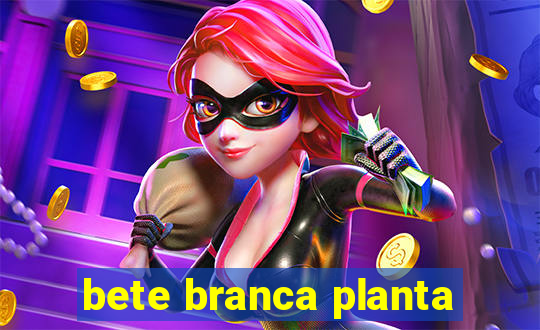 bete branca planta